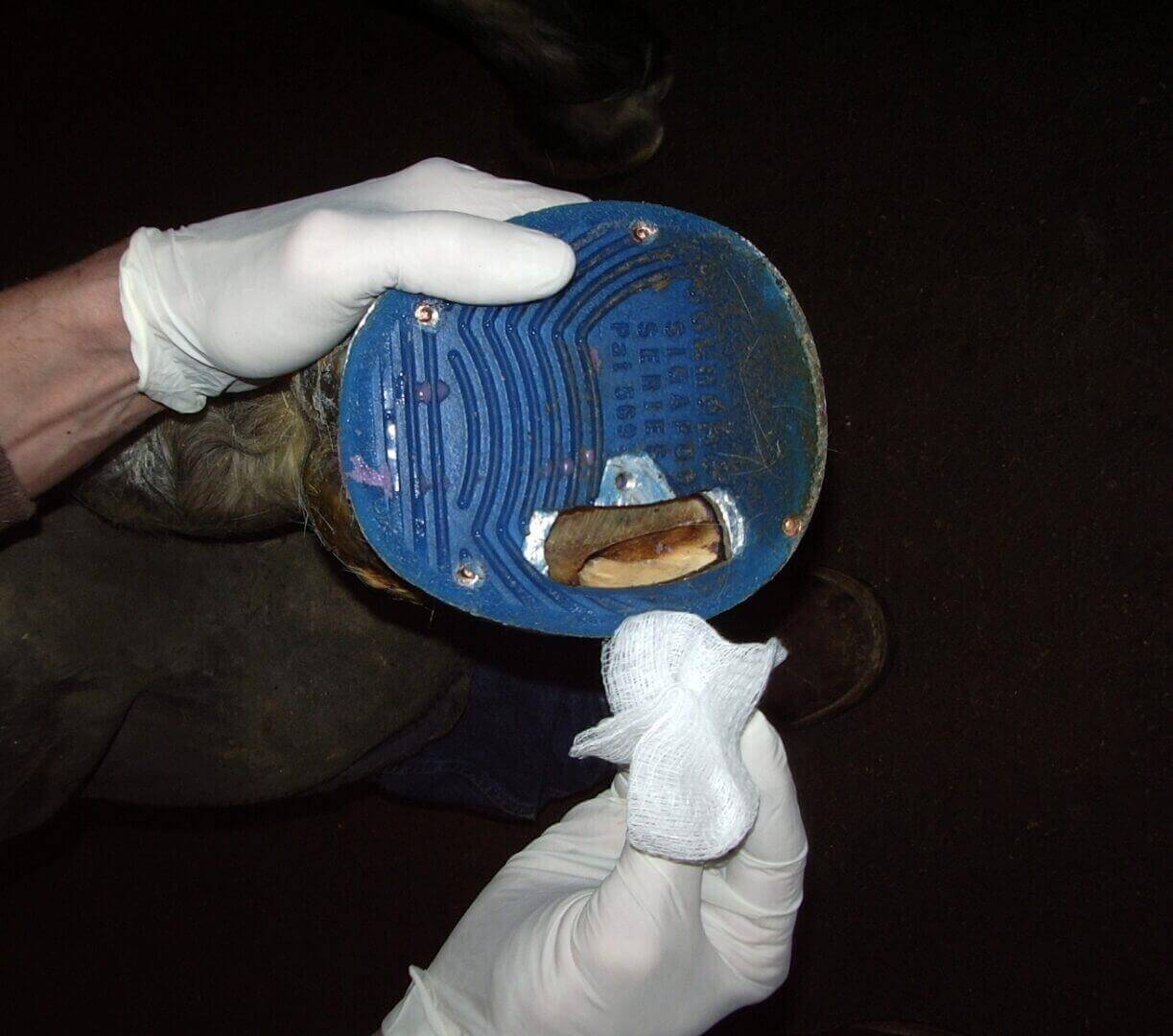 Advanced Maggot Therapy Dressings For Horses & Other Animals Monarch Labs