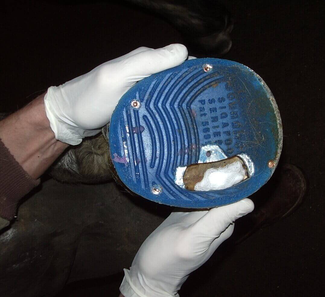 Advanced Maggot Therapy Dressings For Horses & Other Animals Monarch Labs