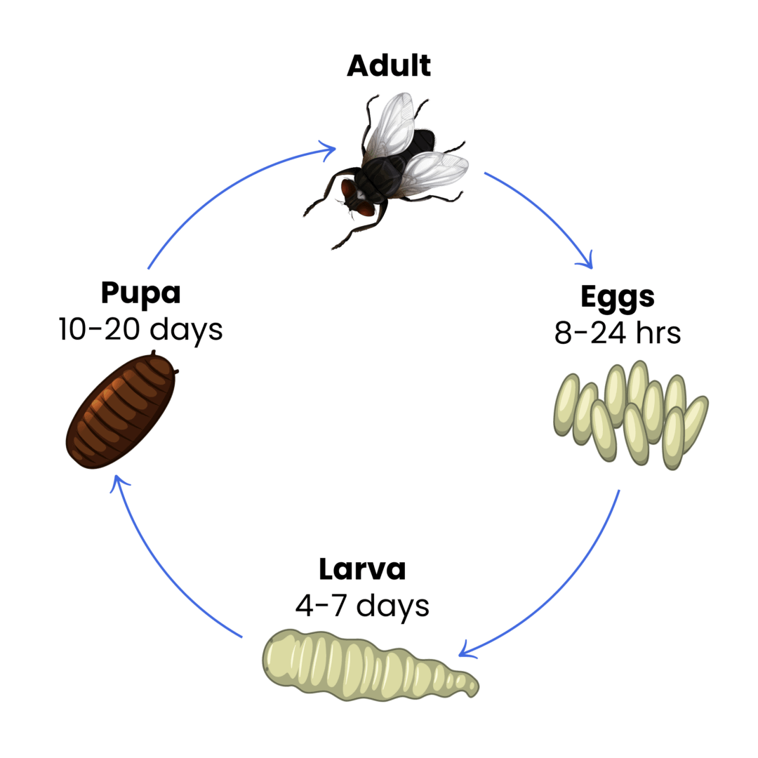 Biology of flies and maggots